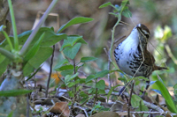 Thryophilus pleurostictus